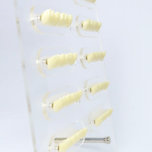 Expositor Pro 3D Tooth Display