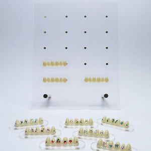 Expositor Pro 3D Tooth Display