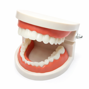 Dentadura de práctica