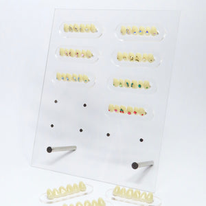 Expositor Pro 3D Tooth Display