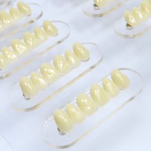 Expositor Pro 3D Tooth Display