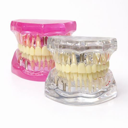 Dentadura de práctica y exhibición